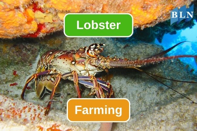 Here’s You Need To Know About Lobster Farming 